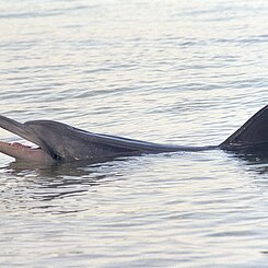 Indopazifischer Grosser Tümmler (Tursiops aduncus) schwimmt mit geöffnetem Maul, Bucht von Monkey Mia
