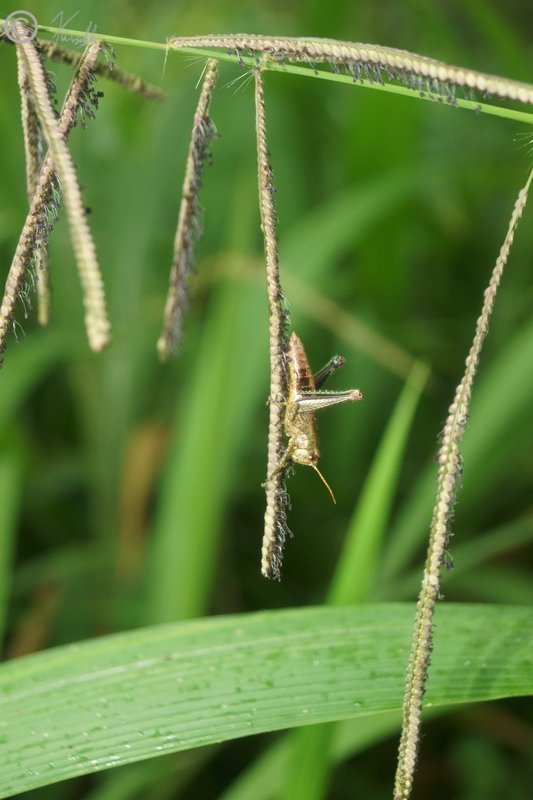 Feldheuschrecke sitzt an einer Grasblüte