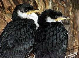 Zwei Little Pied Cormorants (Phalacrocorax melanoleucos) auf dem Nest