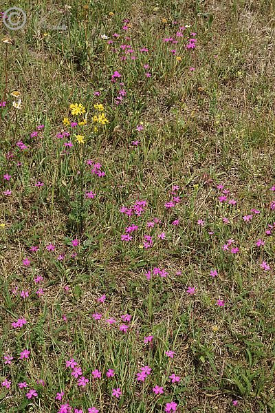 Bestand von Heidenelke (Dianthus deltoides) und Jakobs-Greiskraut (Senecio jacobaea)