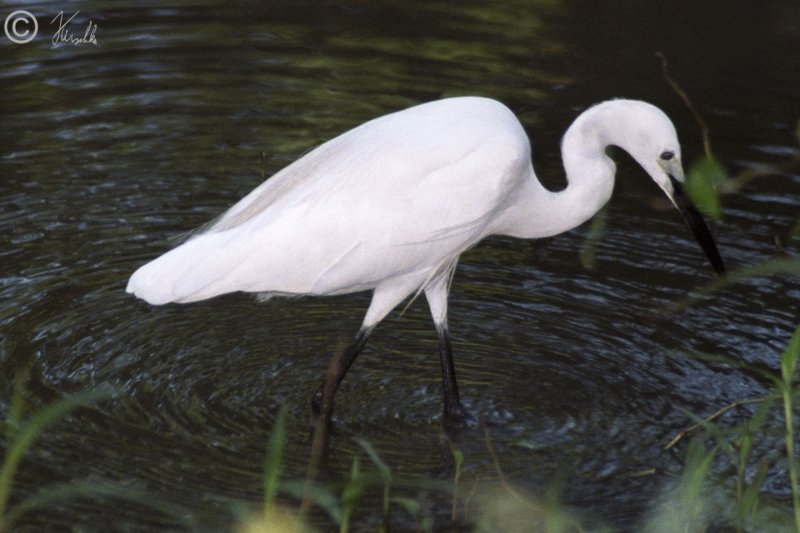 Seidenreiher (Egretta garzetta) bei der Nahrungssuche