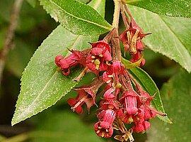 blühender Zweig eines Strauches (Escallonia rubra?)