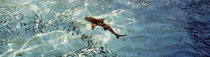 Schwarzspitzen-Riffhai (Carcharhinus melanopterus) jagt im Flachwasser in mitten eines Fischschwarmes