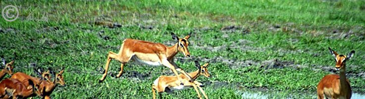 Impalas (Aepyceros melampus) mit Jungtieren überqueren eine Sumpfstelle