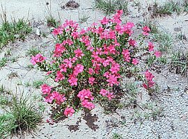 blühendes Madagaskar-Immergrün (Catharanthus roseus)