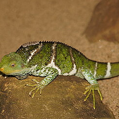 Fiji Crested Iguana (Brachylophus vitiensis) liegt auf einem Stein
