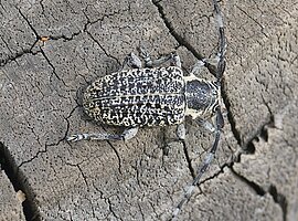 Bockkäfer (Rhytiphora vermicularia?) auf einem Holzstubben, Draufsicht