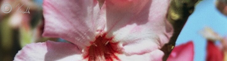 Blüten der Wüstenrose (Adenium obesum)