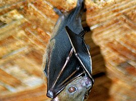 Gemeiner Kurznasenflughund (Cynopterus brachyotis) hängt an der Decke seines Unterstandes