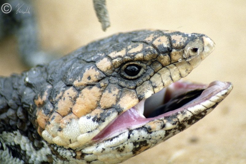 Porträt eines Tannenzapfenskinks (Trachydosaurus rugosus)