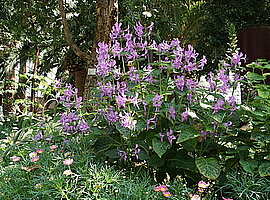 Blumenrabatte mit Salbei im Flower Dome