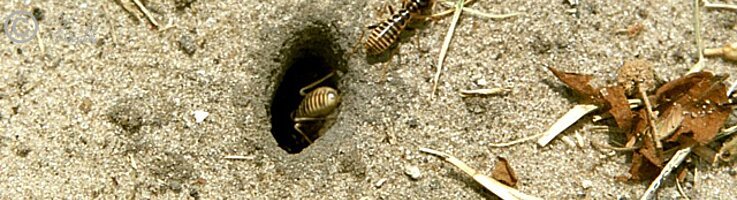 Termiten schleppen Grashalme ins Nest
