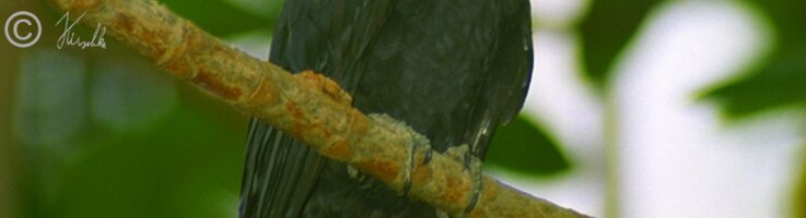 männlicher Asian Koel (Eudynamys scolopaceus sitzt auf einem Ast