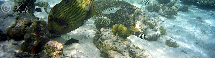 Unterwasserfoto: Titanen-Drückerfisch (Balistoides viridescens) auf Nahrungssuche im Riff