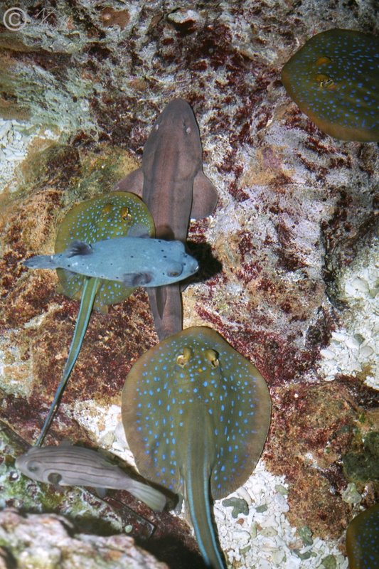 Blaupunktrochen (Taeniura lymma) und Kofferfische über einen Korallenstock