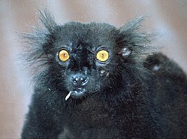 Porträt eines männlichen Mohrenmakis (Eulemur macaco macaco)