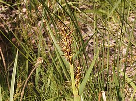 Fruchtstand eines Grases (Lepidosperma spec.?)