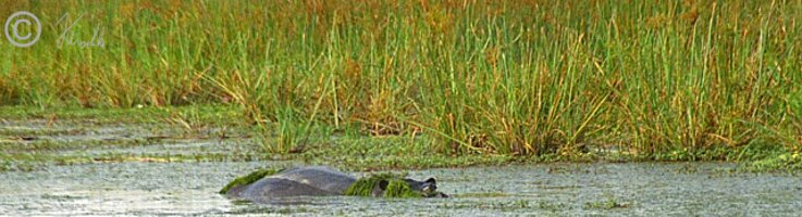 Flußpferd (Hippopotamus amphibius) liegt in einem Wasserloch