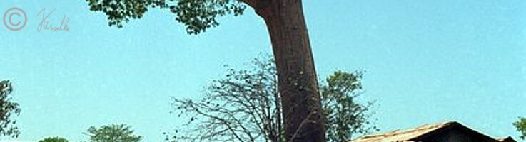 großer Baobab (Adansonia madagascariensis) neben einer Hütte