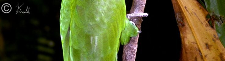 Papagei; Rainforest Habitat