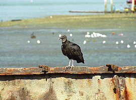 Rabengeier (Coragyps atratus) auf einem Wrack, Hafen
