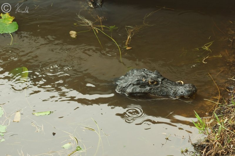 Brillenkaiman (Caiman yacare) hebt den Kopf aus dem Wasser