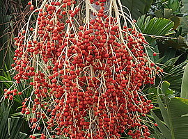 Fruchtstand einer Palme