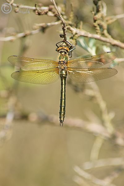 frisch geschlüpfte männliche Gemeine Smaragdlibelle (Cordulia aenea) sitzt an einem Ast