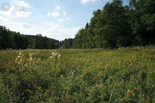 Blick &uuml;ber die bl&uuml;hende feuchte Hochstaudenflur