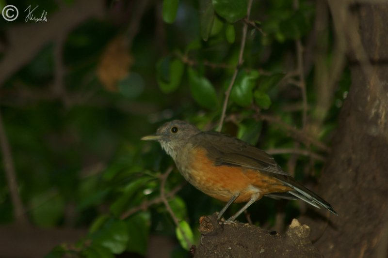 Rufous-bellied Trush (Turdus rufiventris) sitzt auf einem Ast