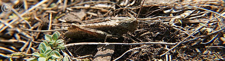 Weiblicher Feld-Grashüpfer (Chorthippus apricarius) sitzt am Boden
