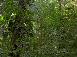Regenwald im Nationalpark Carara