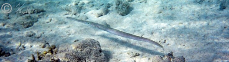 Unterwasserfoto: Trompetenfisch schwimmt im Flachwasser