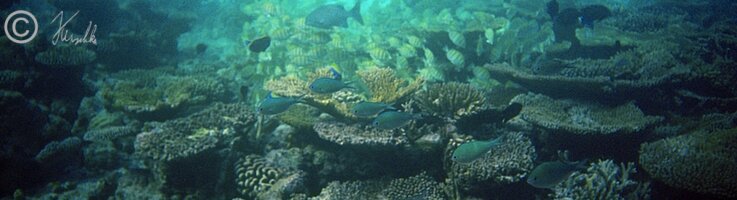 Unterwasserfoto: Fischschwärme und Schnorchler im Korallenriff