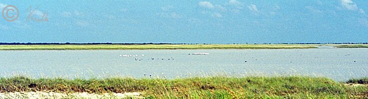 Blick auf den Salzsee mit Wasservögeln