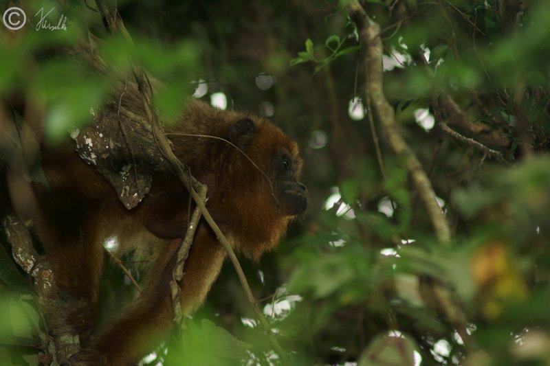 Brauner Brüllaffe (Alouatta guariba) schaut aus dem dichten Sumpfwald