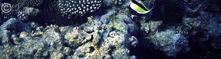 Unterwasserfoto: Korallenriff mit Wimpelfisch