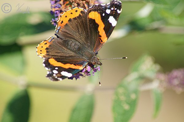 Älterer Admiral (Vanessa atalanta) sitzt auf einem Blütenstand des Sommerflieder