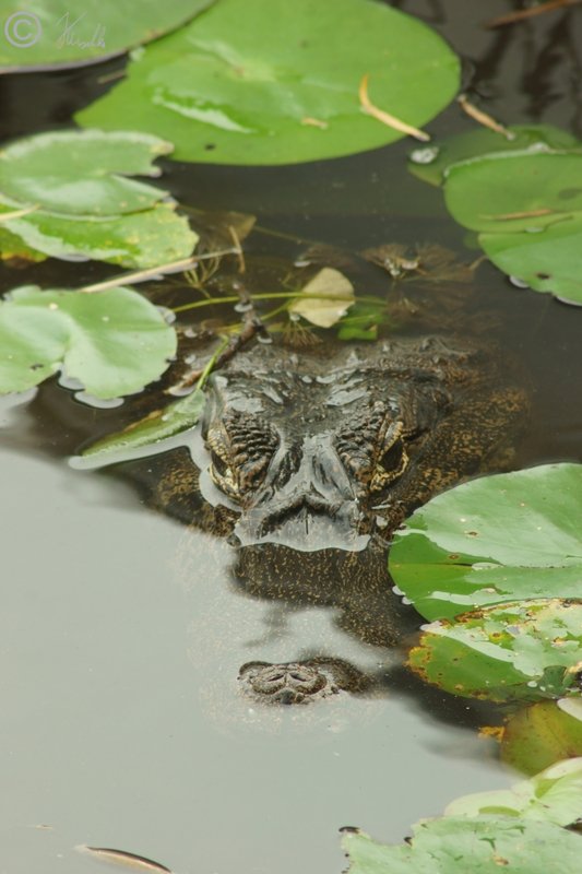 Brillenkaiman (Caiman yacare) liegt getarnt zwischen Wasserpflanzen