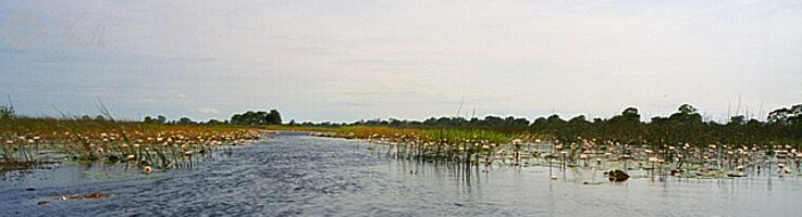 Sumpflandschaft mit blühenden Seerosen (Nymphaea nouchali)