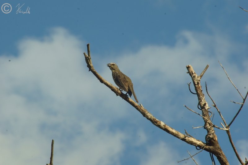 Vogel (?) sitzt auf einem Ast