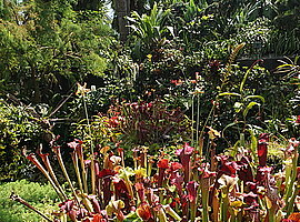 Schlauchpflanzen (Sarracenia spec.) am Teich im Cloud Forest Dome
