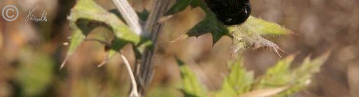 Holzbiene (Xylocopa spec.) sitzt auf einer Kugeldistel (Echium spec.)