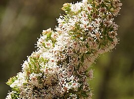 blühender Zweig der Ribbed Hakea (Hakea costata)