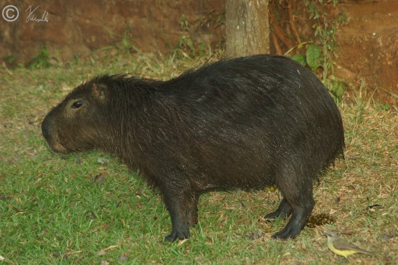 Nasses Wasserschwein (Hydrochoerus hydrochaeris) steht neben dem Visitor Centre