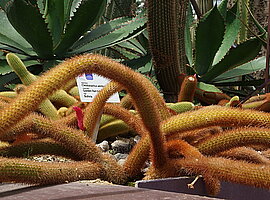 Golden rat-tailed Cactus (Cleistocactus winteri) im Flower Dome