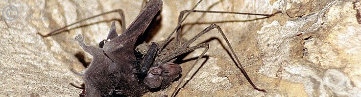 Geißelspinne frißt eine Fledermaus, Höhle Batu Cermin