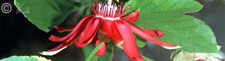 Passionsblume (Passiflora coccinea)