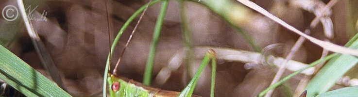 Weibliche Kurzflüglige Schwertschrecke (Conocephalus dorsalis)