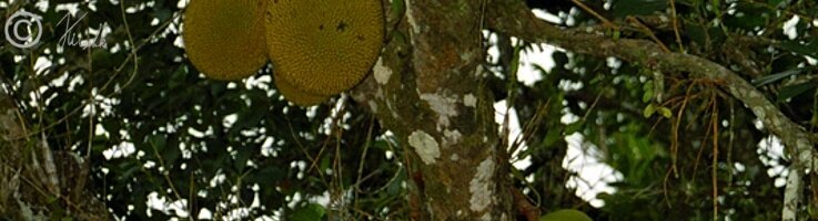 Jackfrüchte (Artocarpus heterophyllus) hängen an einem Ast, Tempelu